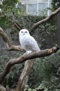 Snowy Owl courtesy of National Aviary